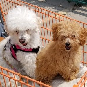 Meet your Posher, Posh